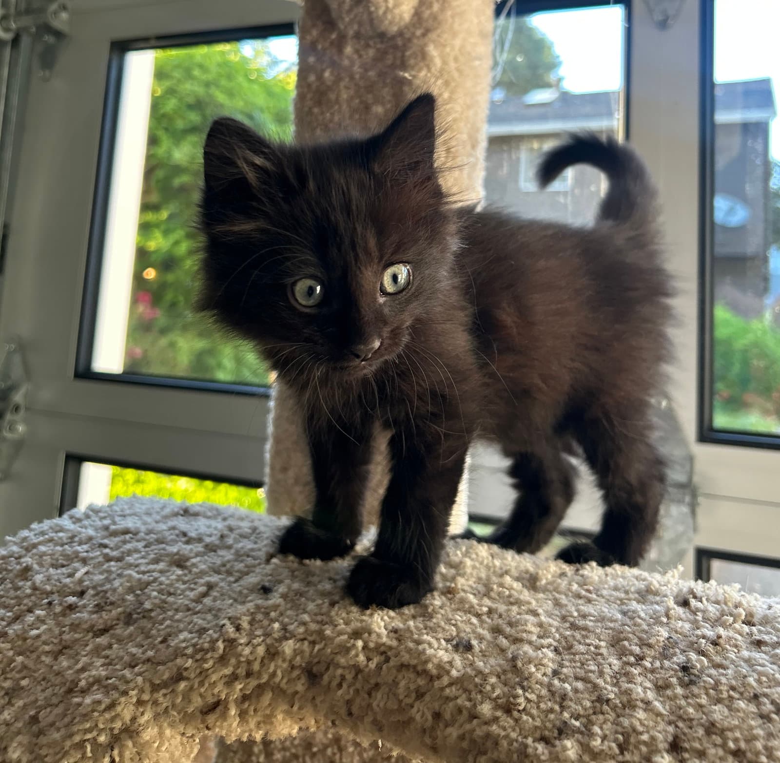 Tommy - Fluffy And Sweet Kitten - Domestic Medium Hair
