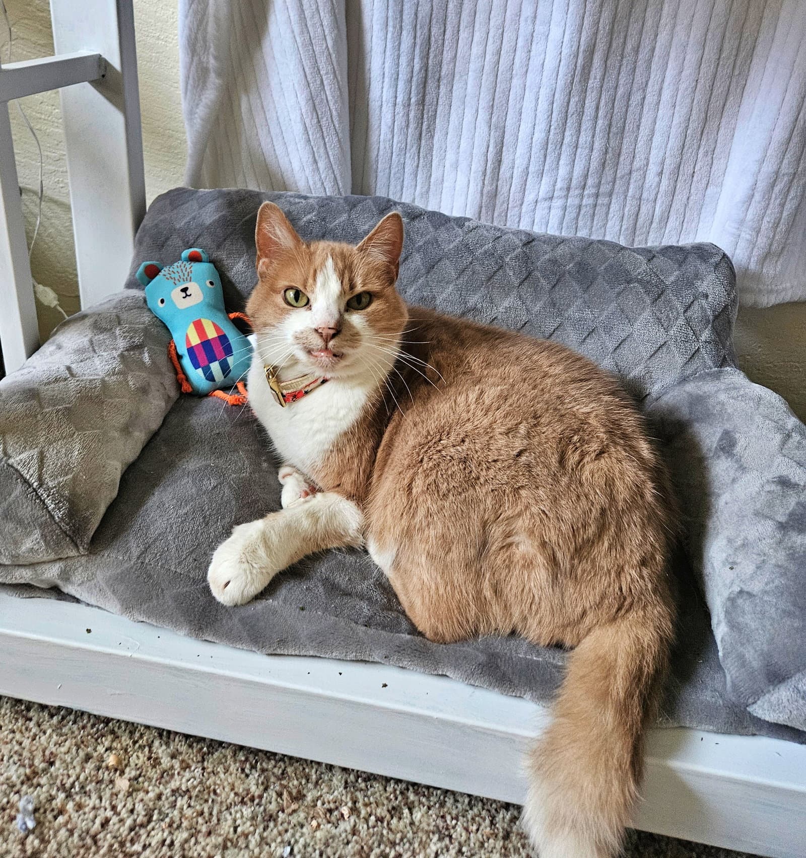 Penny  - Offered By Owner -Friendly Senior - Domestic Short Hair