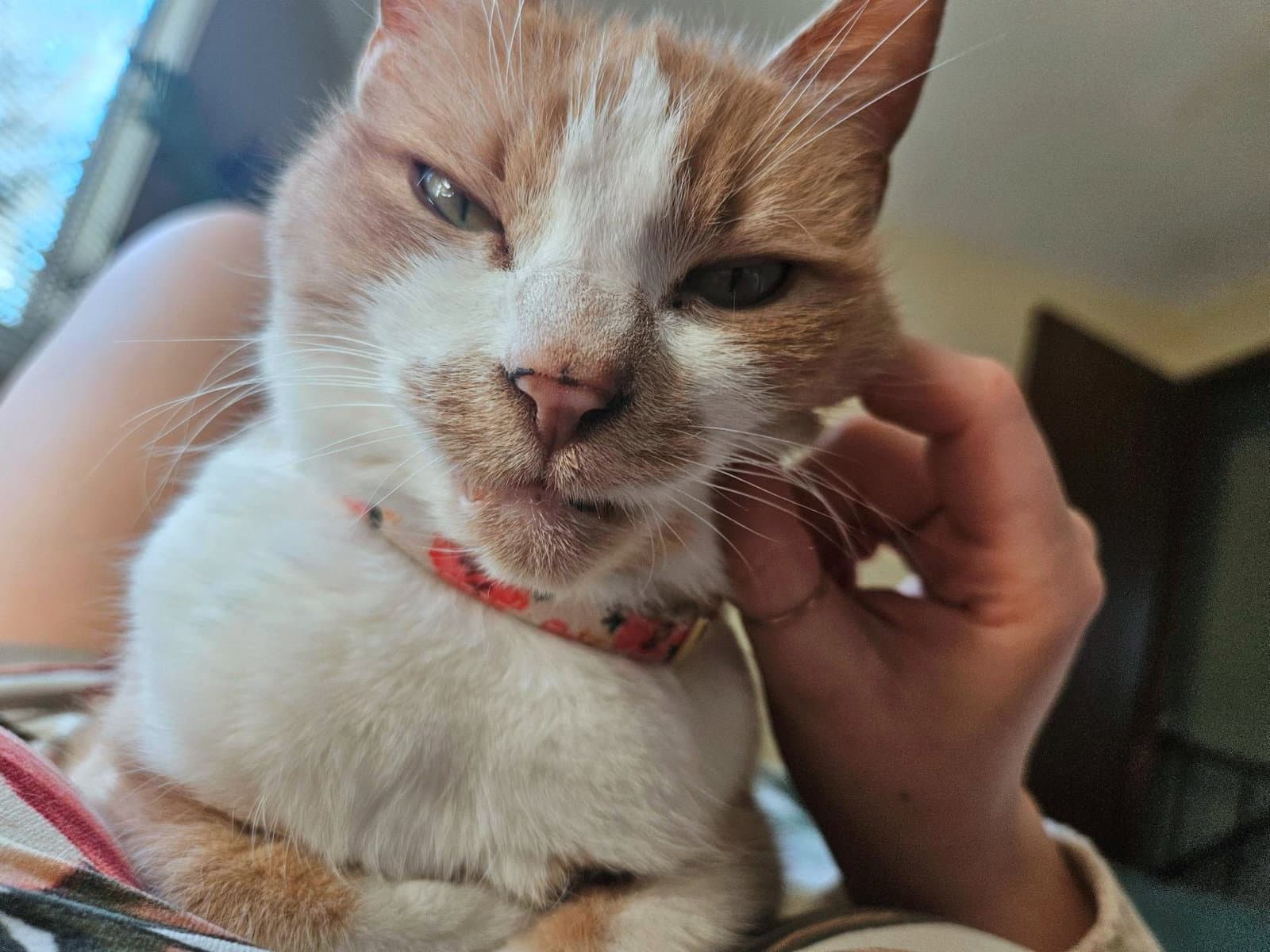 Penny  - Offered By Owner -Friendly Senior - Domestic Short Hair