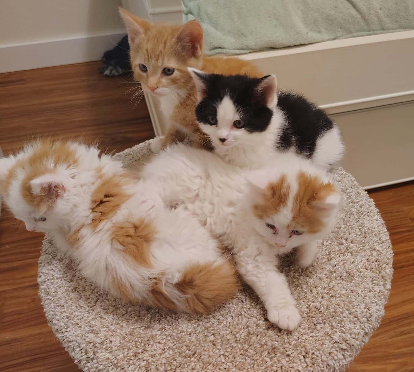 Grace's Babies - Domestic Medium Hair