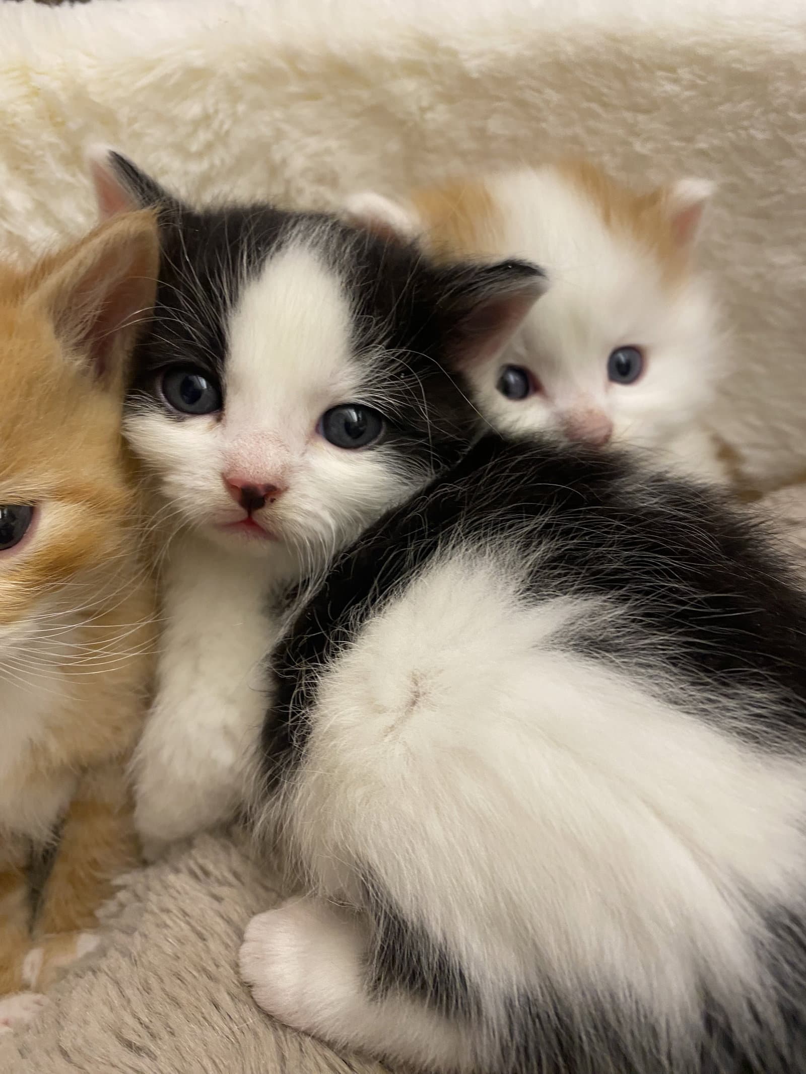 Grace's Babies - Domestic Medium Hair