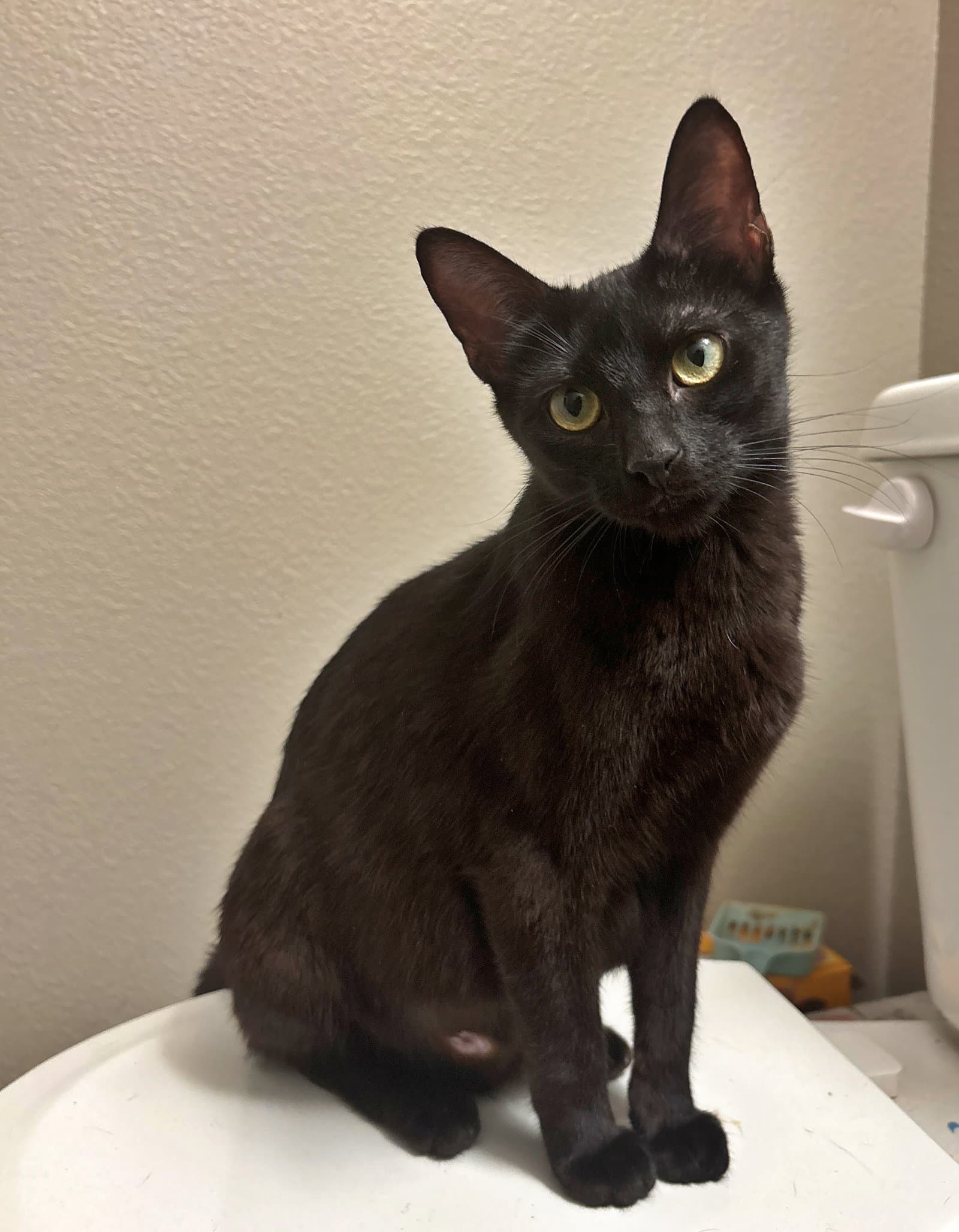 Egg And Peep  - Offered By Owner - Siblings - Domestic Short Hair