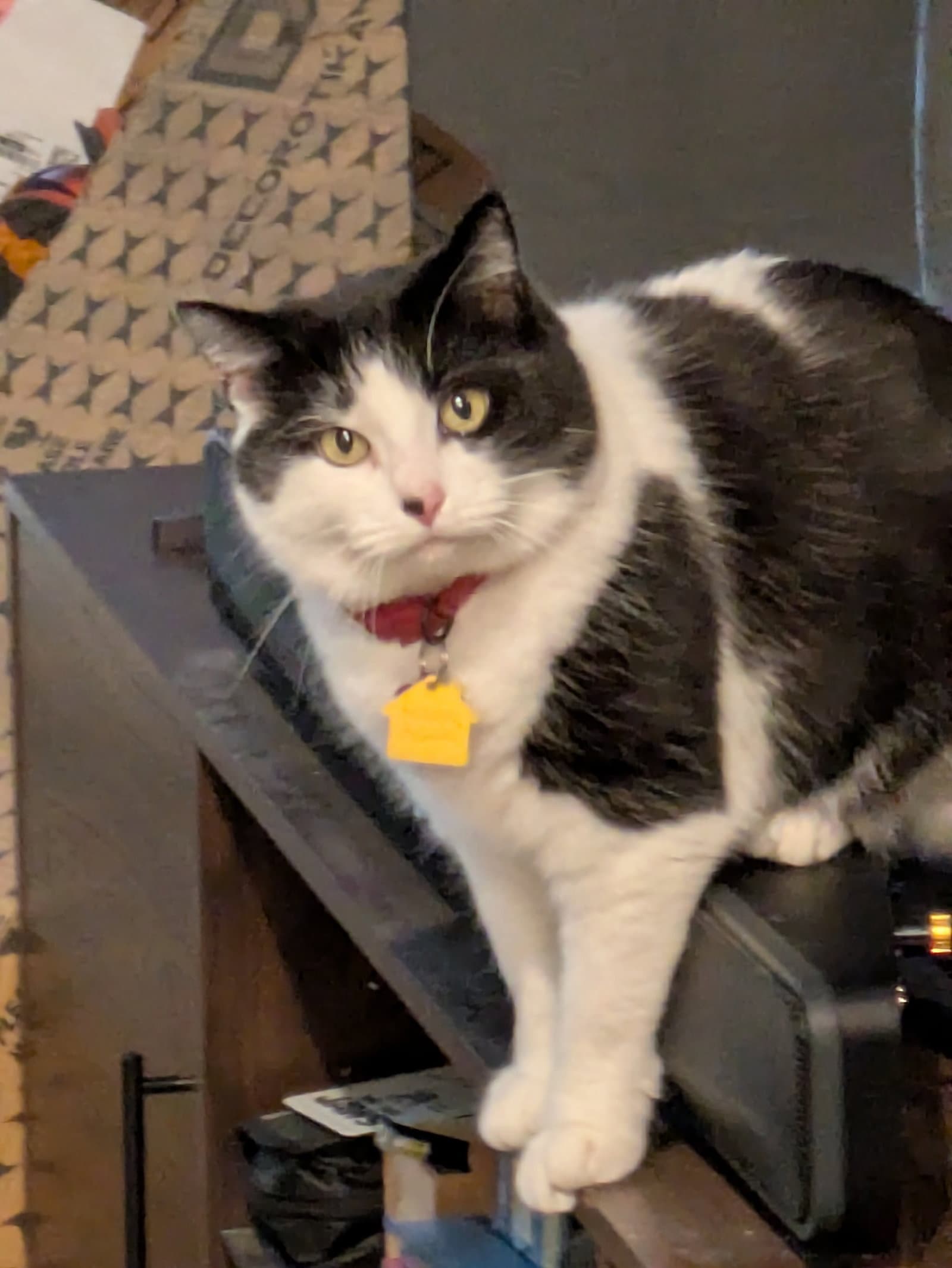 Sauvie  - Offered By Owner - Friendly Gal - Domestic Medium Hair
