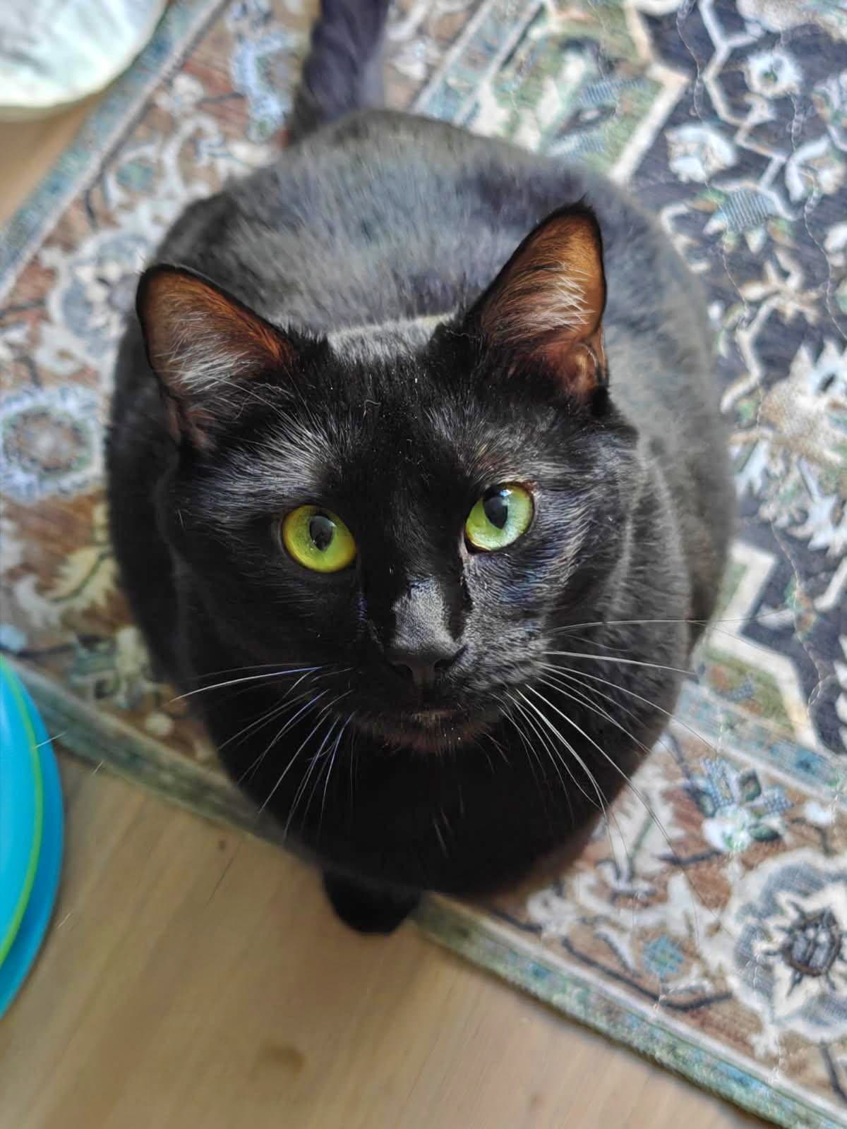 Haze - Offered By Owner - Domestic Short Hair