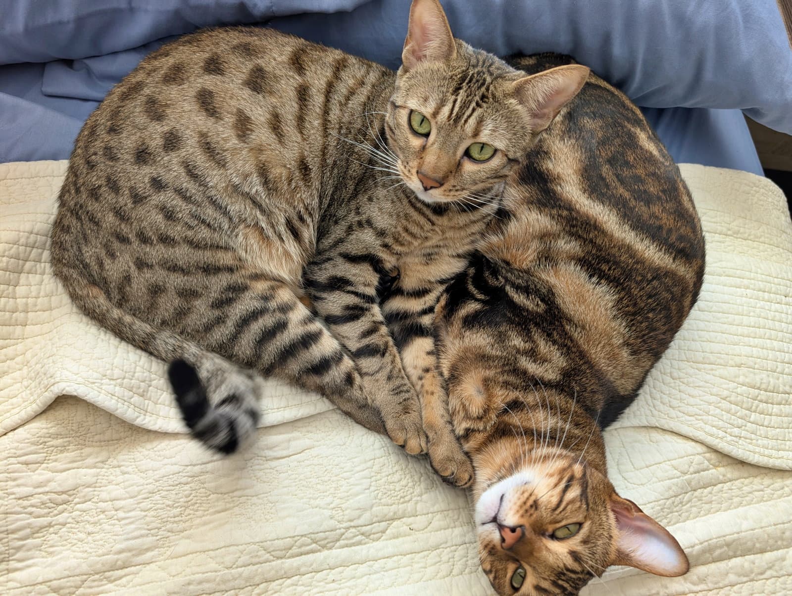 Jemma  Jasper  - Offered By Owner -Cheetoh - Bengal