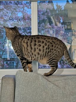 Jemma  Jasper  - Offered By Owner -Cheetoh image 2