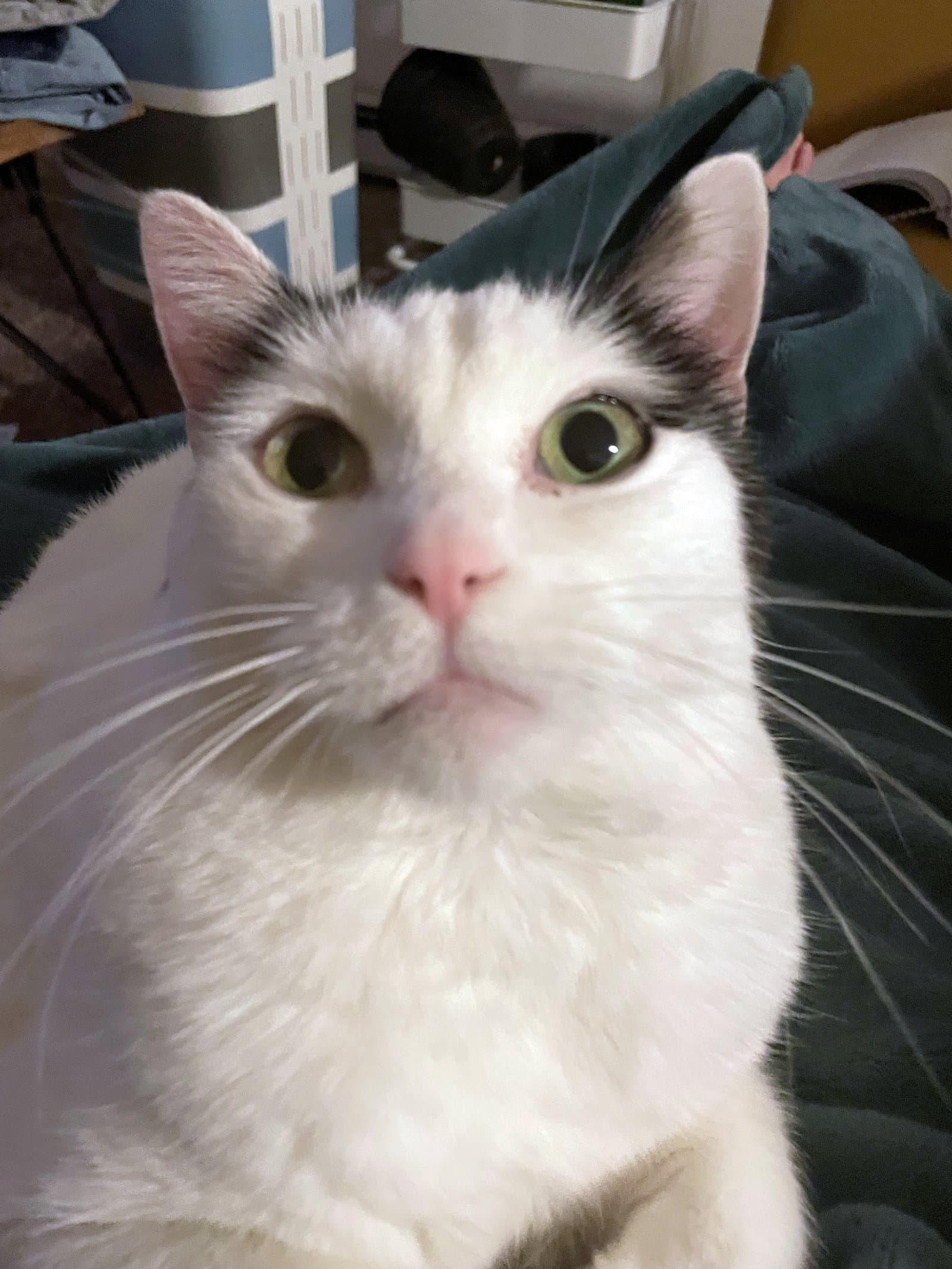 Fern  - Offered By Owner - Sweet Senior - Domestic Short Hair