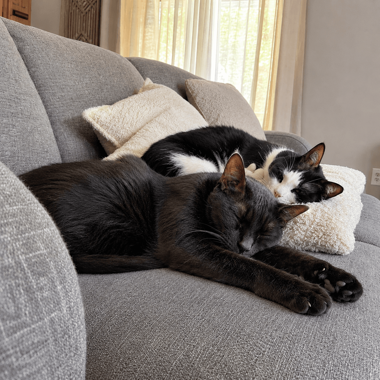 Bonded Adult Siblings - - Offered By Owner - Domestic Short Hair