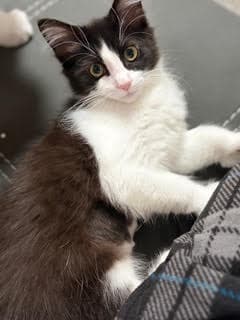 Janet - Sweetness With Polydactyl Paws - Extra-Toes Cat (Hemingway Polydactyl)