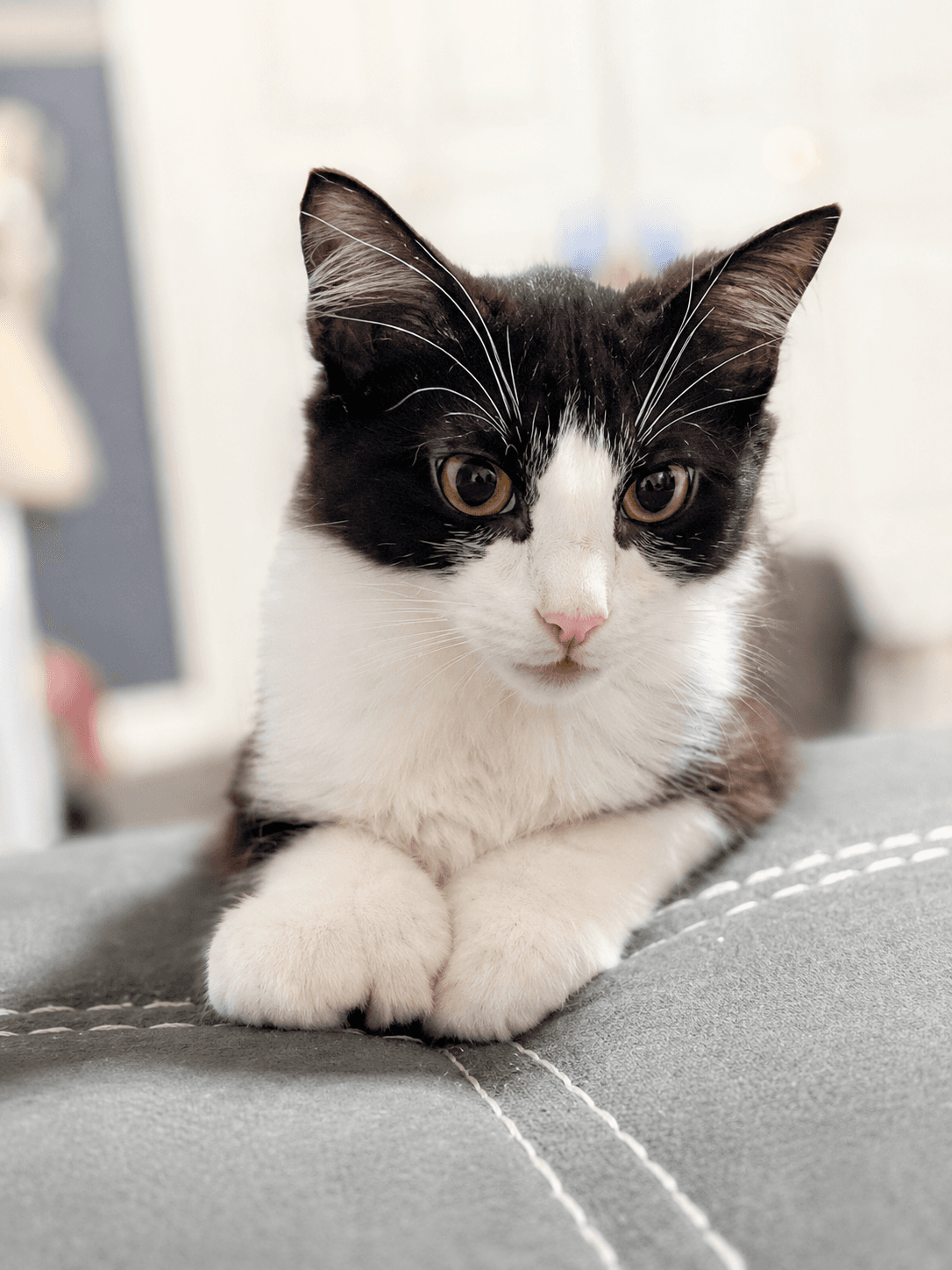 Chris - Little Boy With Big Paws - Domestic Medium Hair
