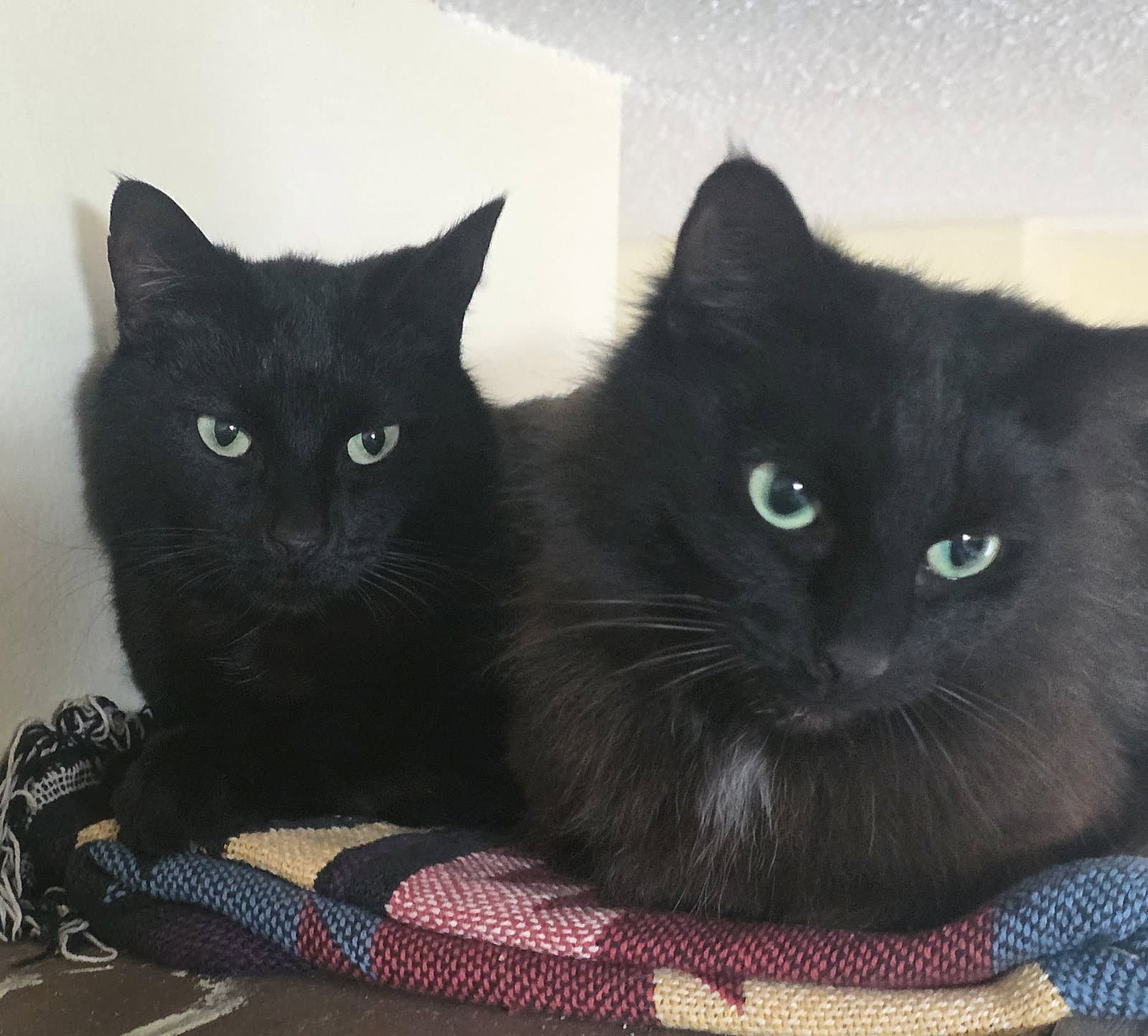 Elkie  Cuddles  - Offered By Owner - Bonded - Domestic Medium Hair