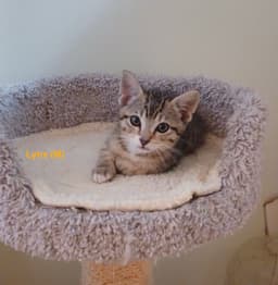Lynx - Male Kitten image 1
