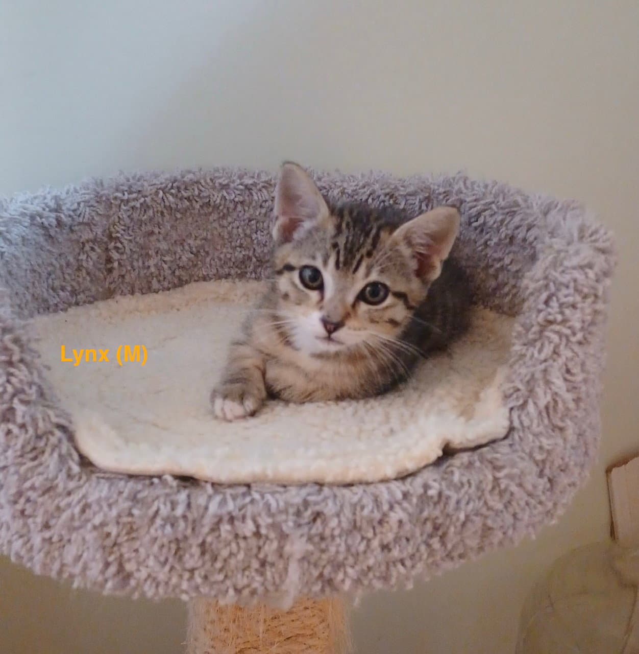 Lynx - Male Kitten - Tabby