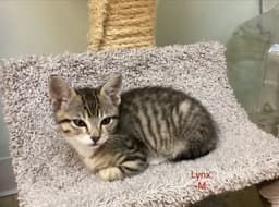 Lynx - Male Kitten image 3