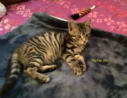 Richie image 1