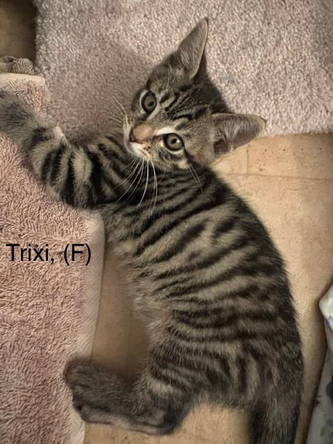 Trixi - Female Kitten - Tabby