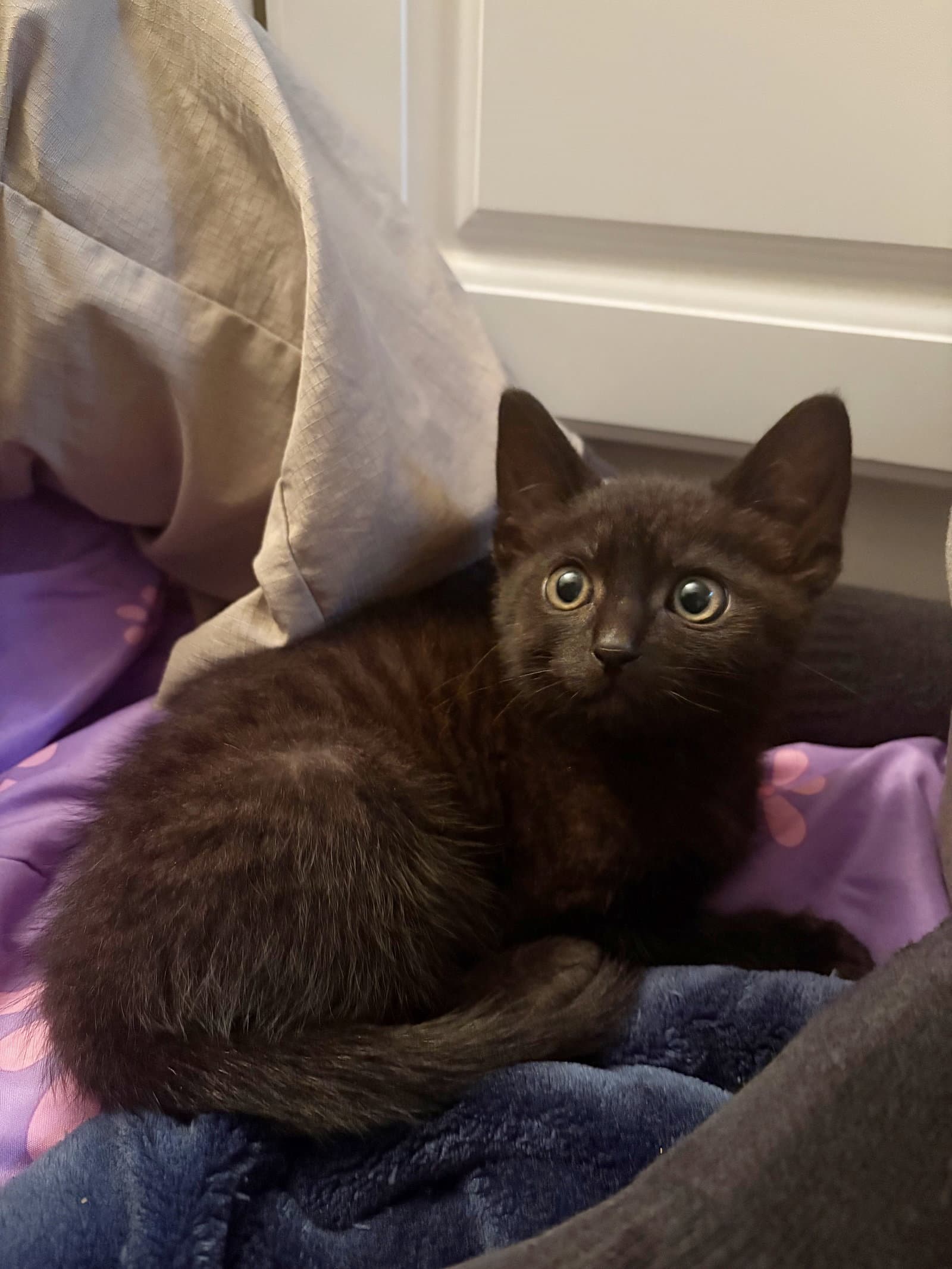 Midnight - Male Kitten - Tabby