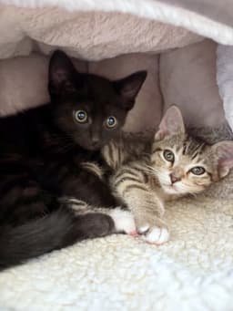 Midnight - Male Kitten image 2