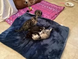 Midnight - Male Kitten image 3