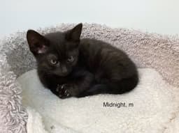 Midnight - Male Kitten image 4