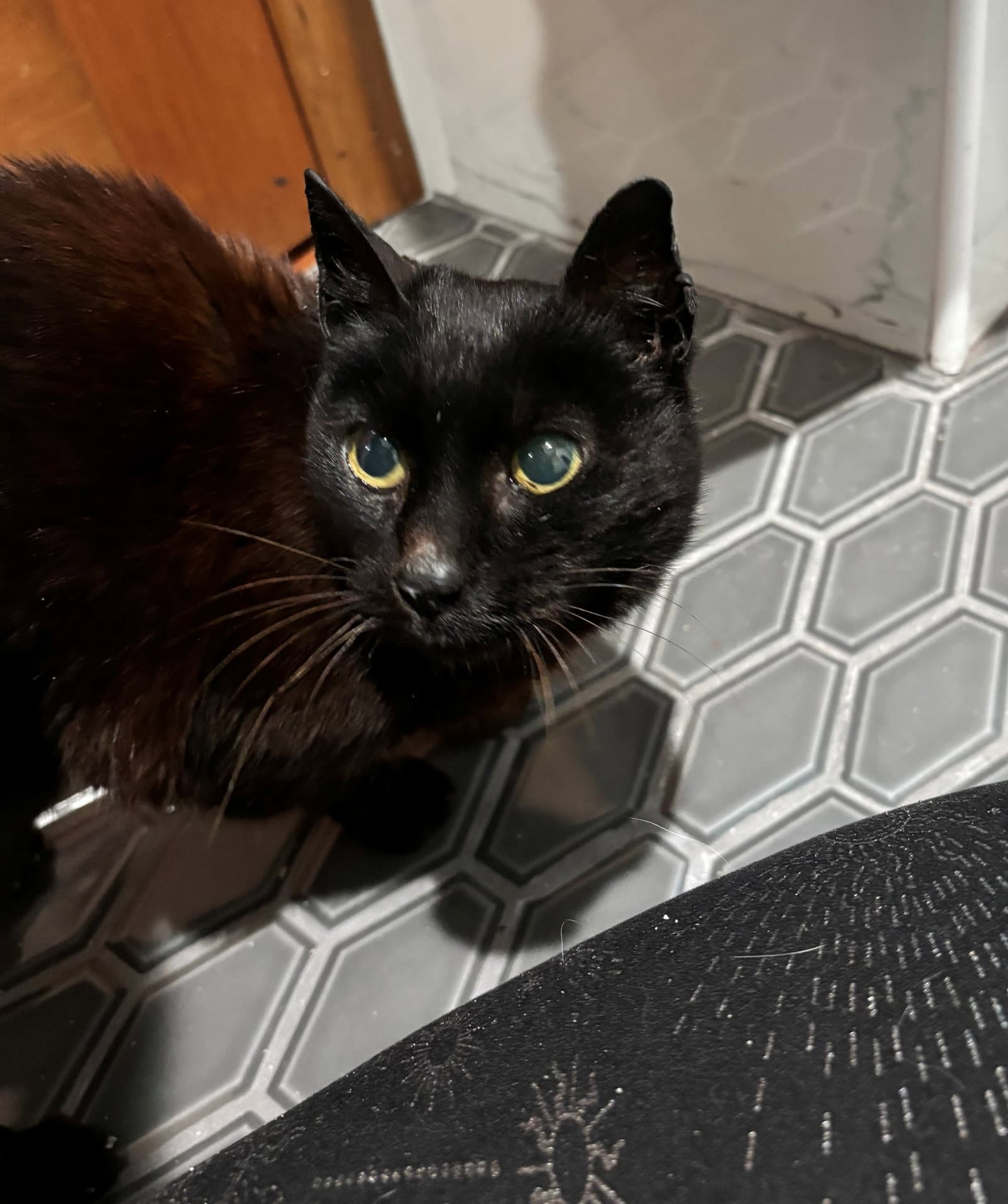Mavis  - Offered By Owner - Senior Felv - Domestic Short Hair