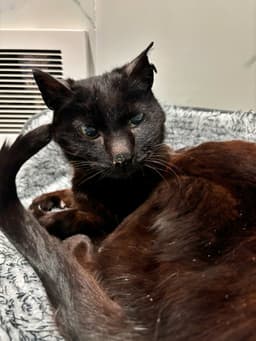 Mavis  - Offered By Owner - Senior Felv image 2