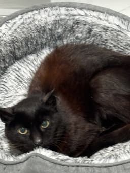 Mavis  - Offered By Owner - Senior Felv image 3