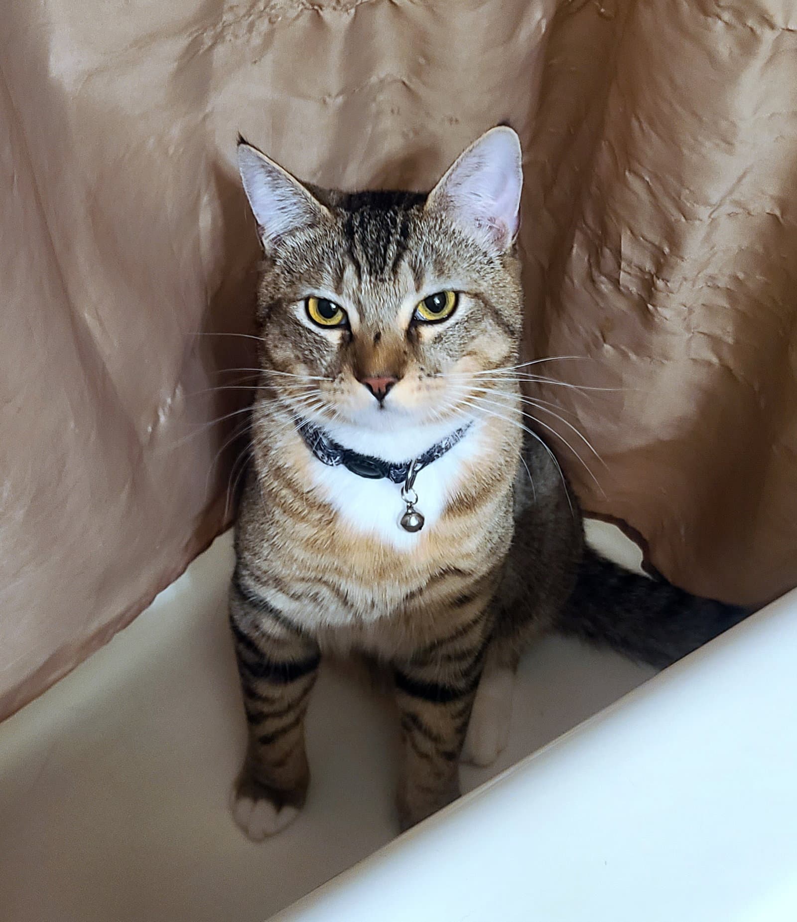 Sketti  - Offered By Owner - Young Male - Tabby