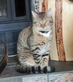 Sketti  - Offered By Owner - Young Male image 3