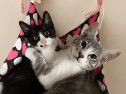 Crane  Osprey Oz - Kitten Brothers image 1