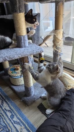 Crane  Osprey Oz - Kitten Brothers image 2