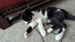 Crane  Osprey Oz - Kitten Brothers image 3