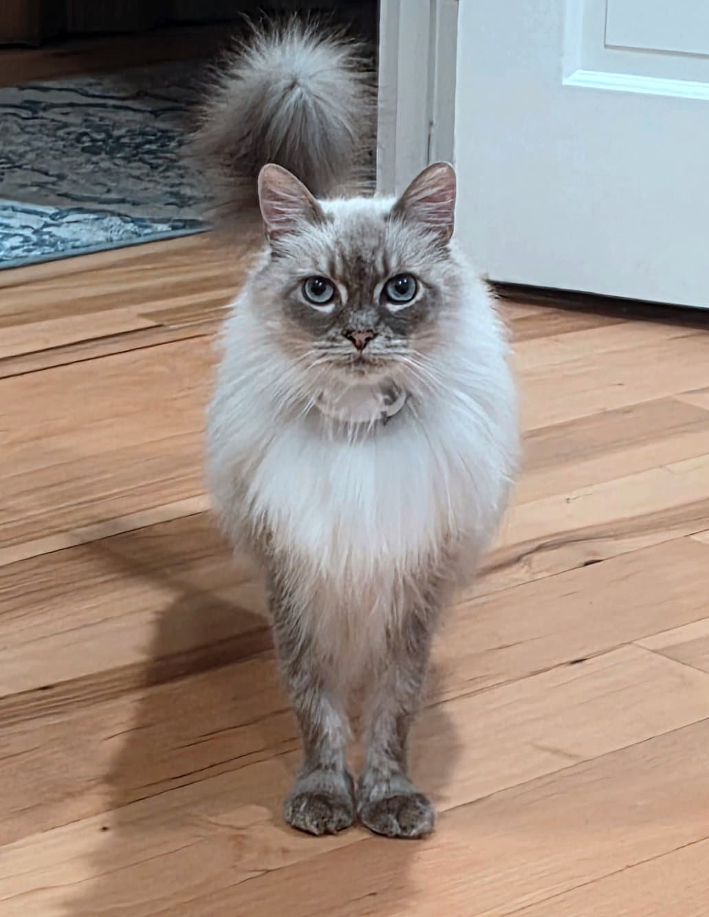 Mrpepper  - Offered By Owner - Ragdoll - Ragdoll