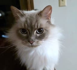 Mrpepper  - Offered By Owner - Ragdoll image 3