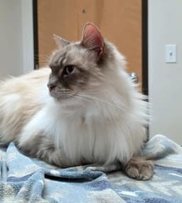 Mrpepper  - Offered By Owner - Ragdoll image 4