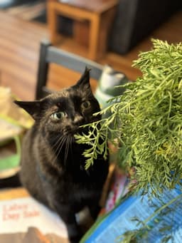 Luna  - Offered By Owner - Bombay image 3