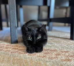Luna  - Offered By Owner - Bombay image 4