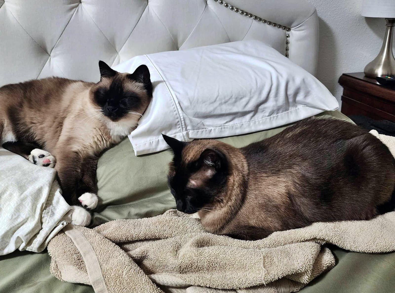Candy  Edna  - Offered By Owner - Bonded - Ragdoll