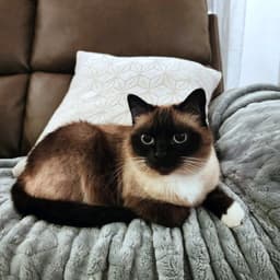 Candy  Edna  - Offered By Owner - Bonded image 2