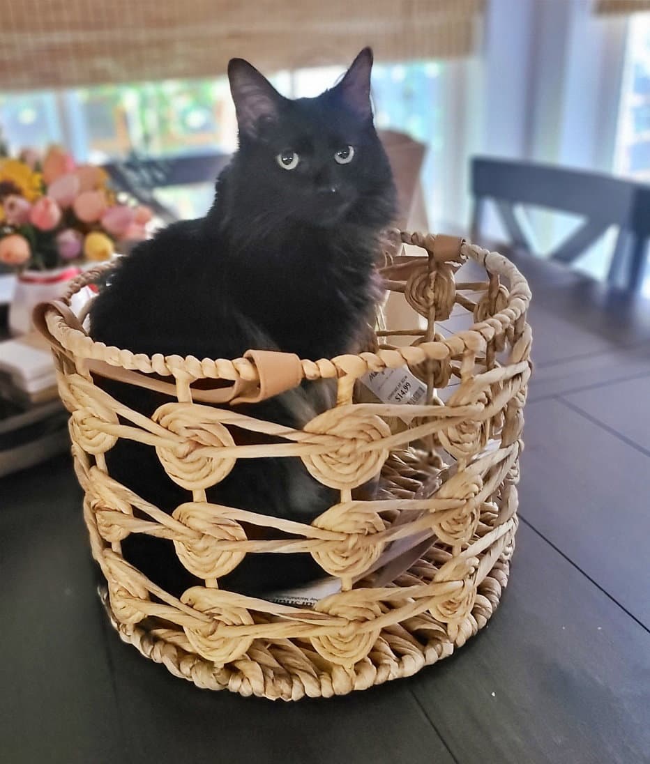 Jasper  - Offered By Owner - Angora - Turkish Angora