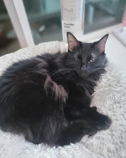 Jasper  - Offered By Owner - Angora image 3