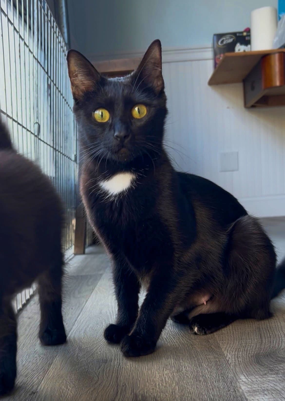 Jenny - Young And Social - Domestic Short Hair