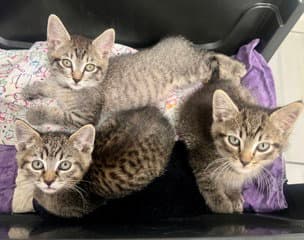 Donna's Foster Babies Bruno Bella And Bear - Domestic Short Hair
