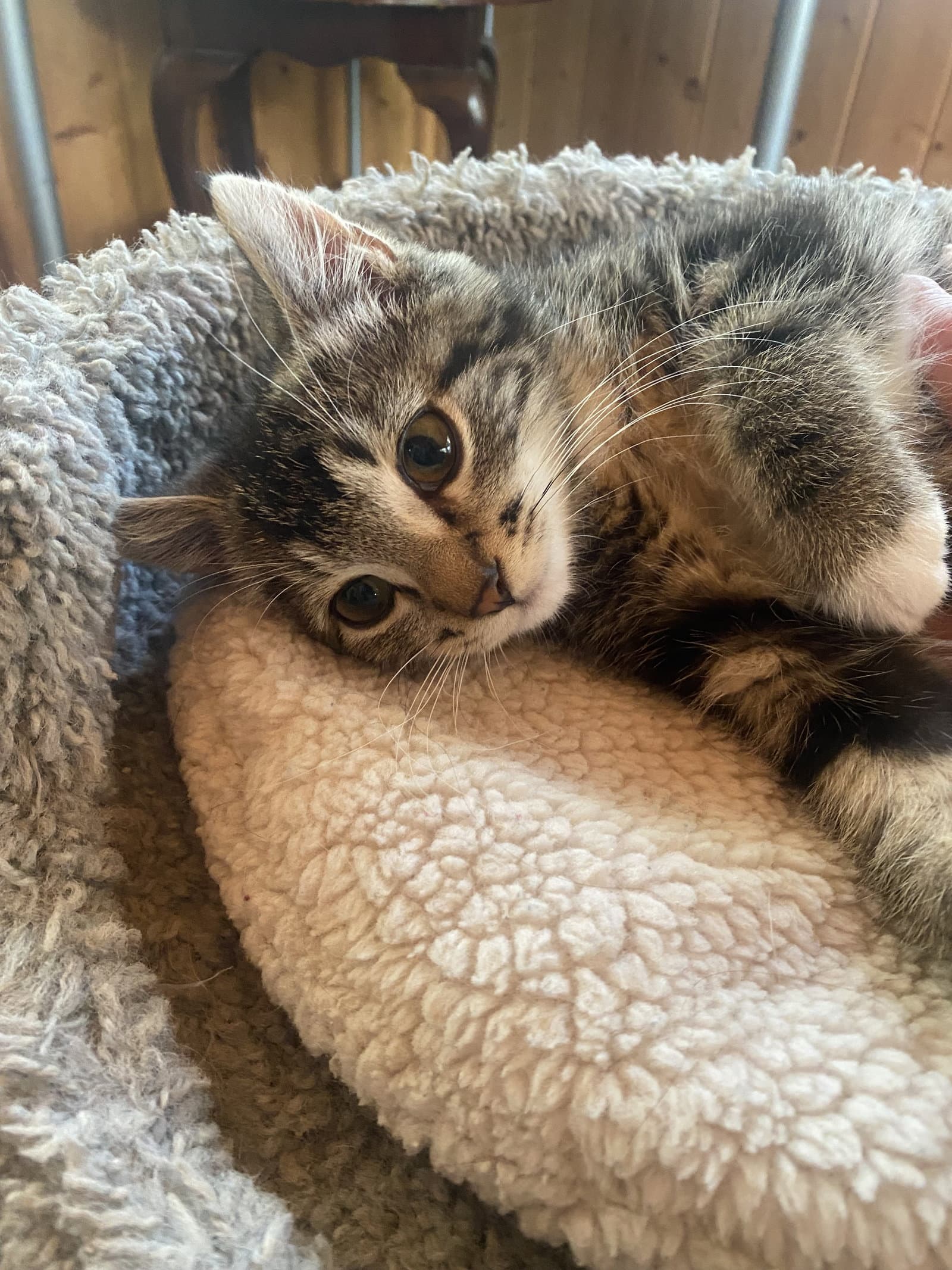 Jax - Domestic Medium Hair
