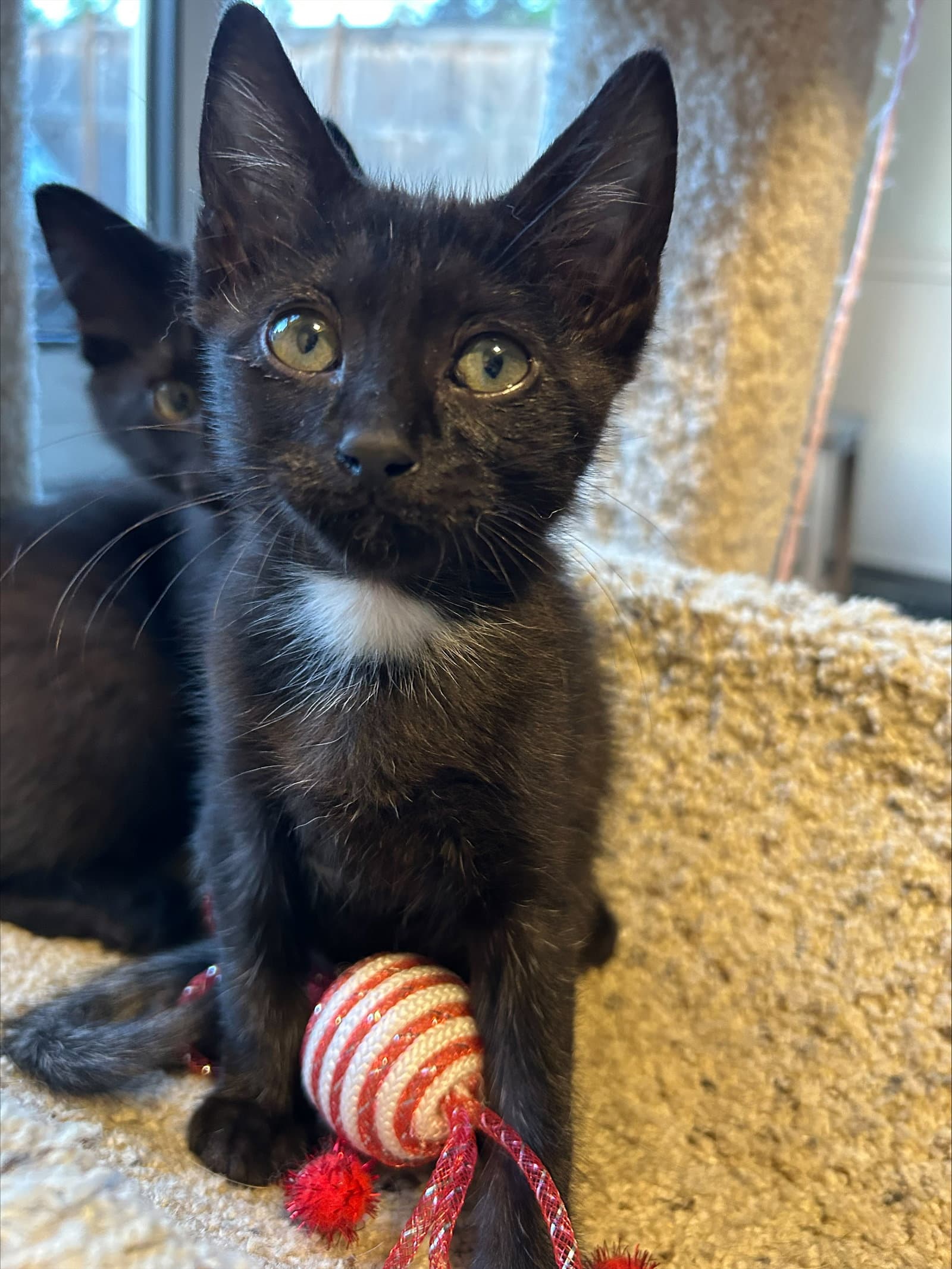Tiny - The Name Says It All - Domestic Medium Hair