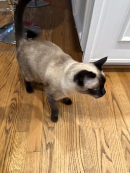 Bruce  - Offered By Owner - Siamese Mix image 1