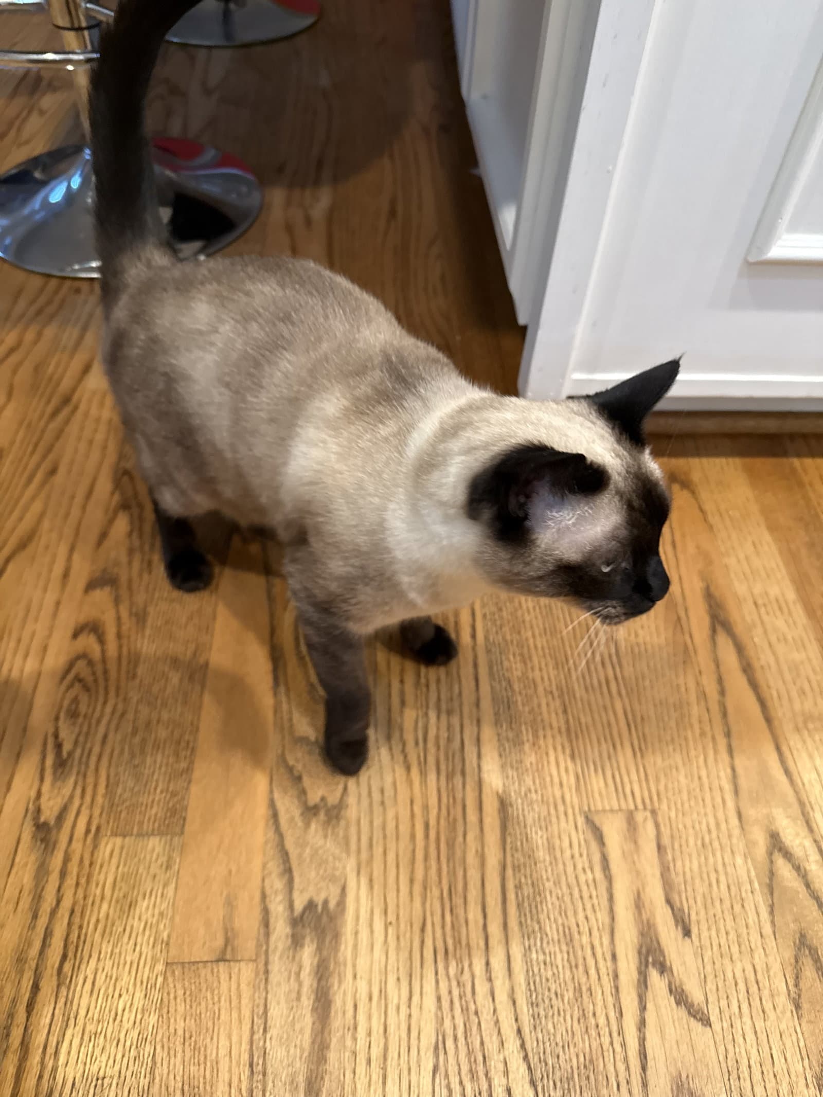 Bruce  - Offered By Owner - Siamese Mix - Siamese
