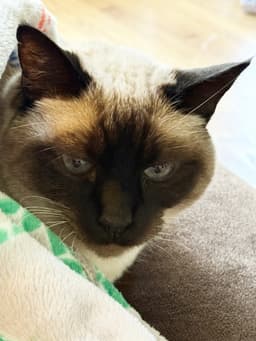 Bruce  - Offered By Owner - Siamese Mix image 2