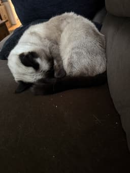 Bruce  - Offered By Owner - Siamese Mix image 3