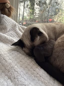 Bruce  - Offered By Owner - Siamese Mix image 4